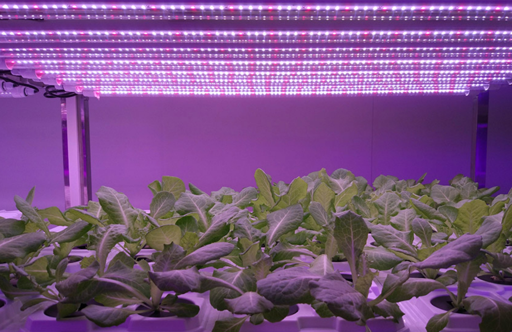 Aplikácia LED rastlinného osvetlenia v Číne